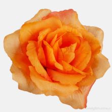 13cm or 5 Inch Orange French Rose